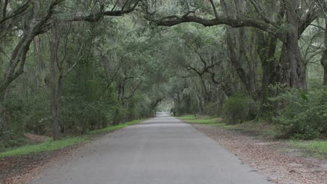 Un-Camino-Del-Sur-Bordeado-De-árboles-De-Musgo-Español