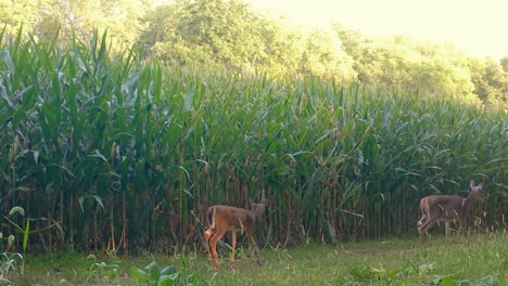 Whitetail-Doe-Deer-Mit-Ihren-Jährlingen,-Die-Im-Frühherbst-Vorsichtig-Auf-Dem-Wildpfad-Am-Rand-Des-Maisfelds-Im-Oberen-Mittelwesten-Spazieren