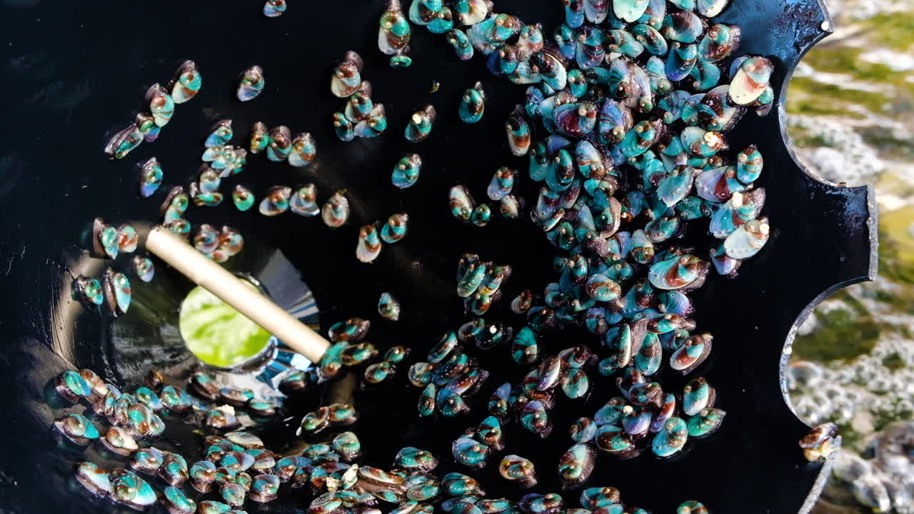 el abulón escupió moviéndose dentro de su alojamiento de cono negro