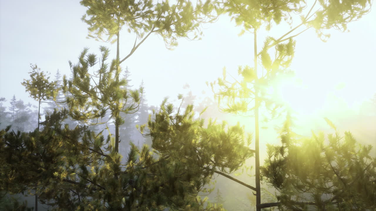 Warm sunlight filters through trees in a tranquil forest setting