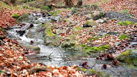 Pequeño-Arroyo-En-El-Bosque-En-Una-Mañana-Nublada