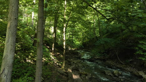 drone flying through thin tree branches of forest in ontario canada above stream