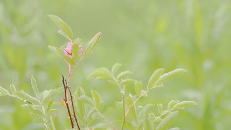 pink blossom on a bush