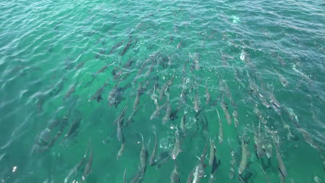 imágenes de un banco de peces nadando y saliendo a la superficie del océano