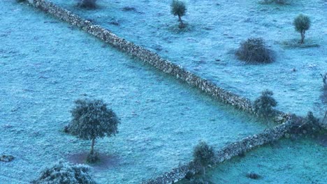 flight in a frozen dawn visualizing in 166mm several agricultural farms separated by a stone wall passing to a cultivated plot of olive trees with a blue color due to the cold in the filming