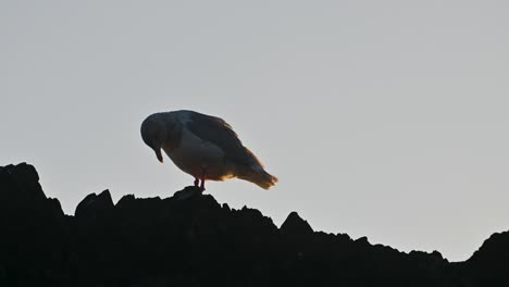 close-up of a seagull silhouetted on coastal rocks at sunset