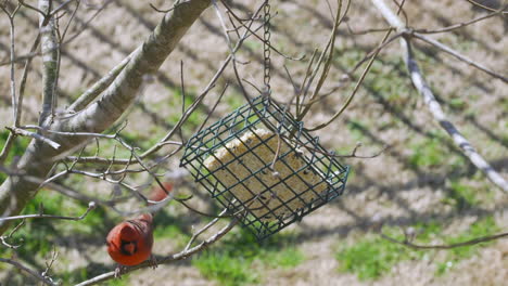 Cardenal-Norteño-Macho-Revisando-Un-Comedero-Para-Pájaros-Sebo-Durante-El-Invierno-Tardío-En-Carolina-Del-Sur