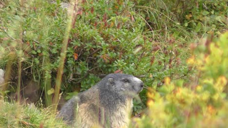 marmota sentada en pastizales. zoom lento en el enfoque