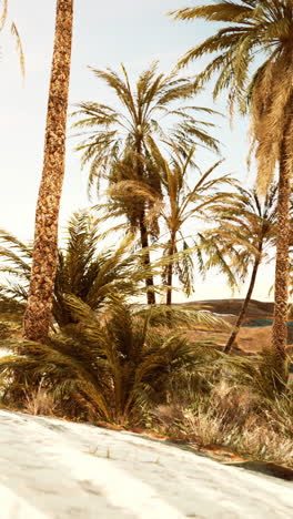 palmeras en un oasis del desierto