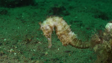 caballito de mar espinoso blanco