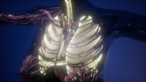 cuerpo humano con pulmones visibles