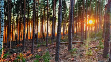 moody sunset in forest  with tree wood