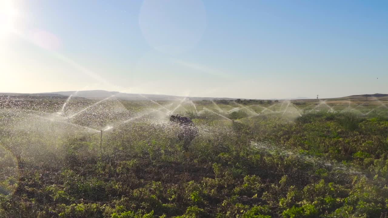 el agricultor y el sistema de riego del campo en cámara lenta.