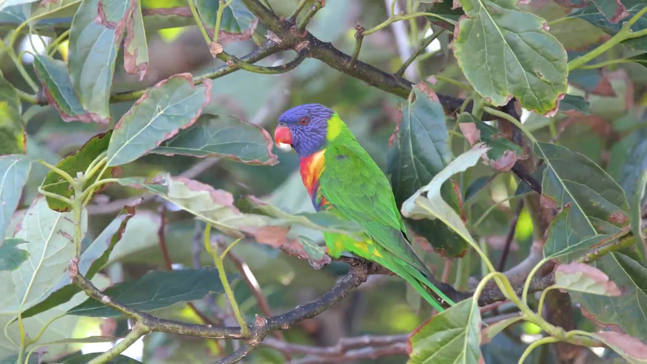 Un vivace lorichetto arcobaleno si posa su un ramo frondoso sotto una morbida luce naturale del giorno