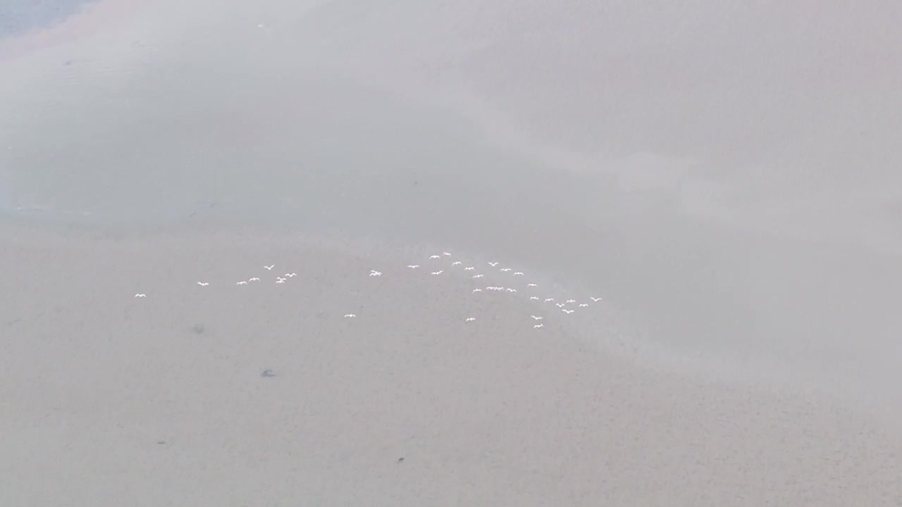 Flock of oystercatchers flying above a sandy beach on the west coast of Scotland. Natural coastal wildlife scene suitable for nature and environmental projects, top-down aerial