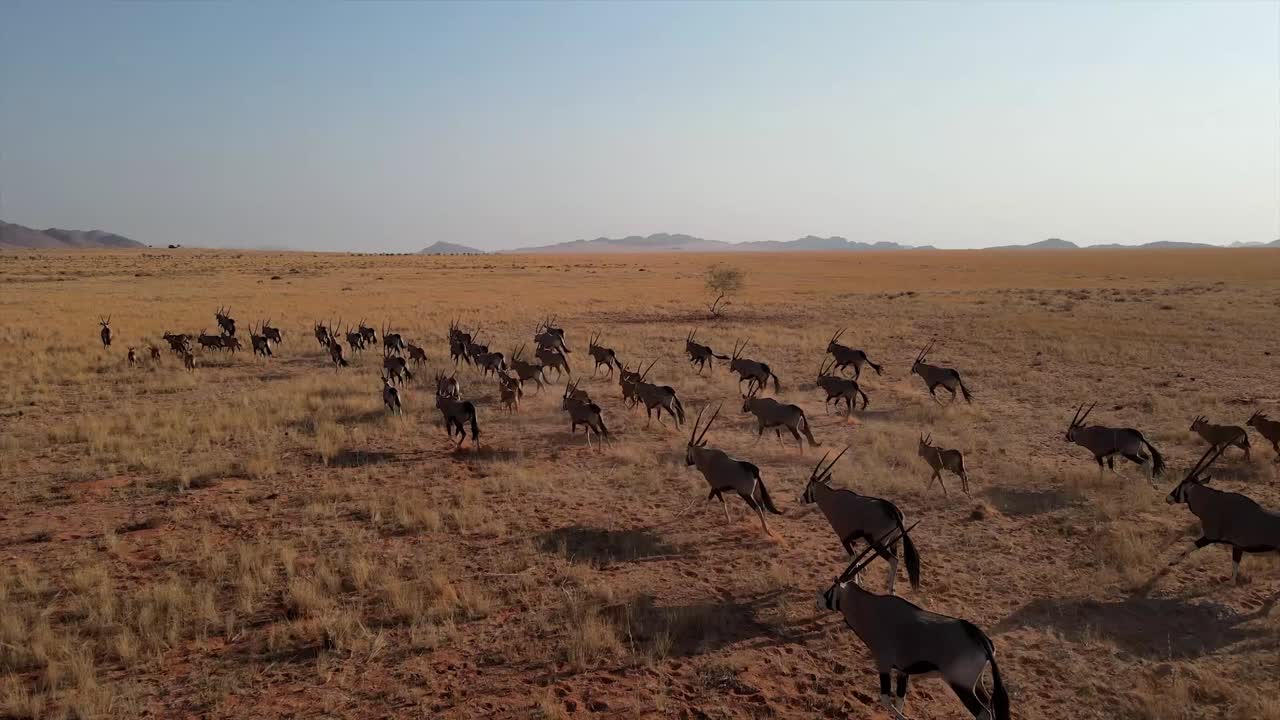 manada de oryx o gemsbok, incluidos los bebés que corren a través de una llanura africana en namibia