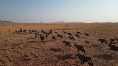 Herde-Oryx-Antilopen-Oder-Spießböcke,-Darunter-Auch-Babys,-Die-über-Eine-Afrikanische-Ebene-In-Namibia-Laufen