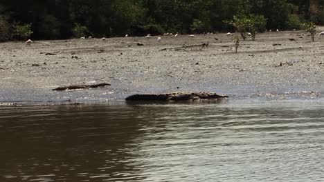 crocodiles on the tarcoles river bank in costa rica in the sun