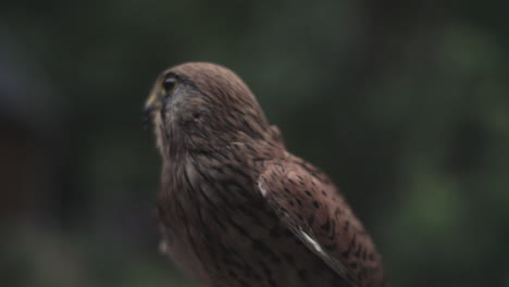 close up of a krestrel