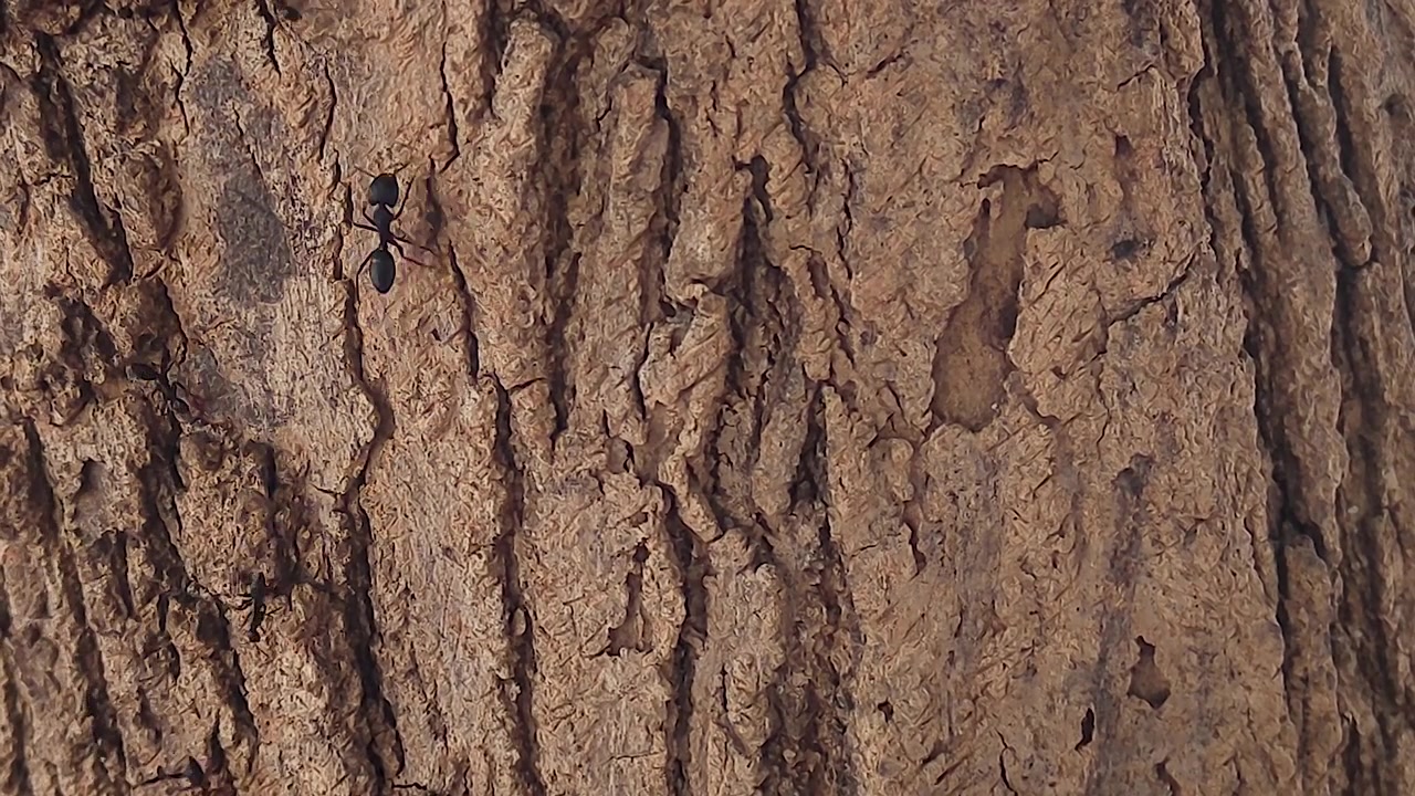 Nærbilledeoptagelse af tømrermaurer, der bevæger sig over ru træbark. Ideel til projekter om insektadfærd, skadedyrsangreb, skovøkologi, biodiversitet, dyreliv og miljødokumentarer