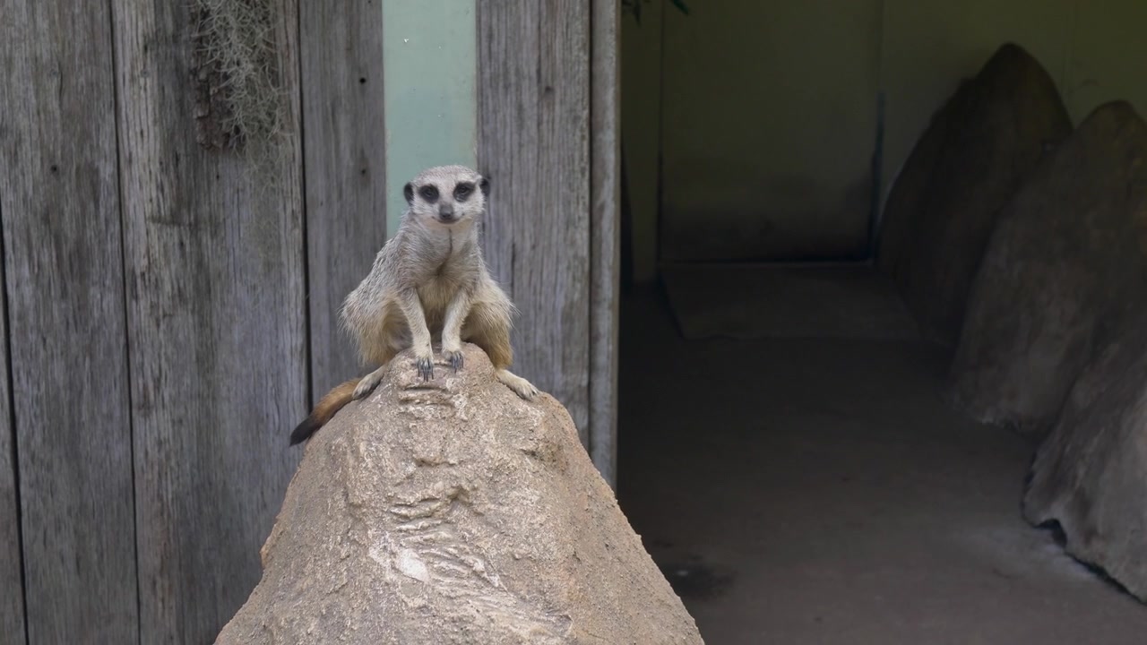 オーストラリアの町の野生動物観光地にある生態系公園の生息地で、岩の塊の頂上に止まり、頭を回して周囲を見回す好奇心旺盛なミーアキャット（マングース科の動物）のスローモーション風景。