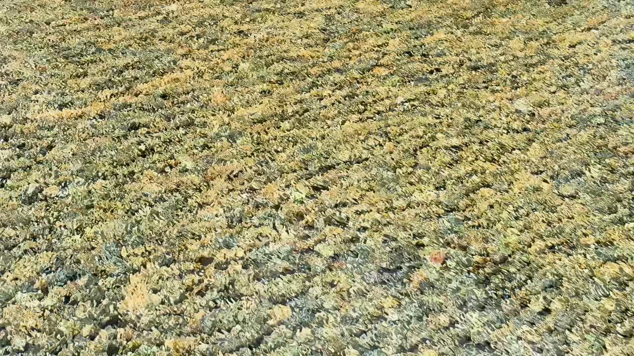 Aerial view of wind ripples creating dynamic patterns on a pebble-covered pond surface in Phuket, Thailand