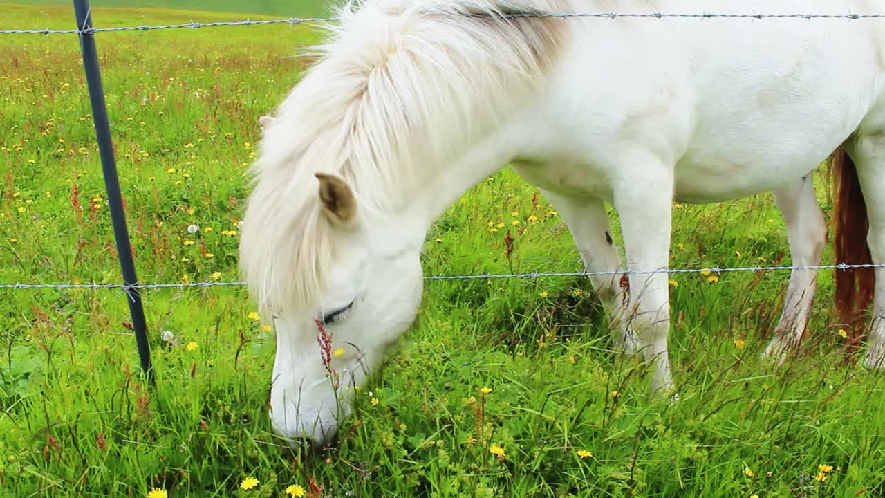 primer plano de un caballo blanco detrás de una valla de alambre comiendo hierba en islandia, montañas verdes, flores amarillas, caballos blancos y negros en el fondo, full hd