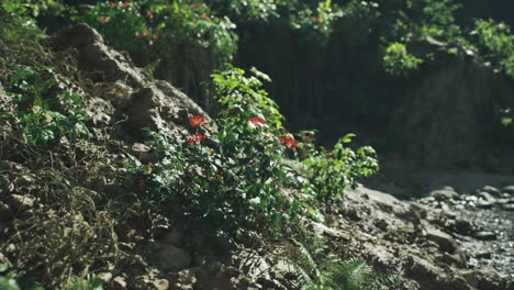 vibrant wildflowers blooming on rocky terrain in rural india during daytime