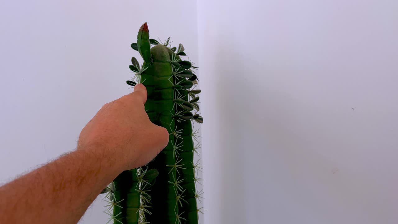 미치광이는 가시로 가득 찬 카크투스를 손으로 잡고 단단히 잡습니다.