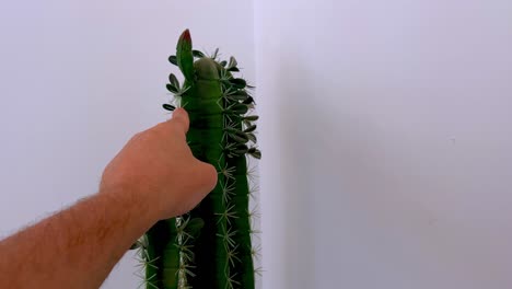 mad man grabs cactus full of thorns with his hand and holds it tightly