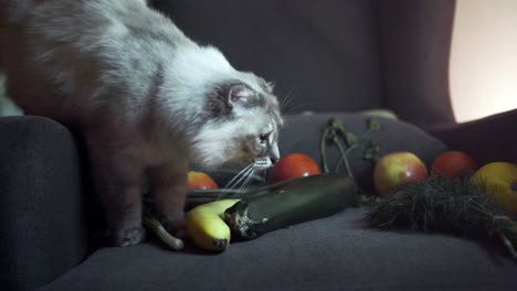 cats and fruits