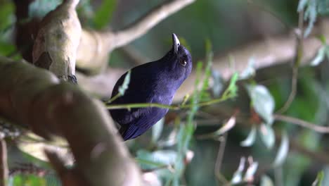 a shiny colored javan whistling thrush bird is looking for food on a tree branch