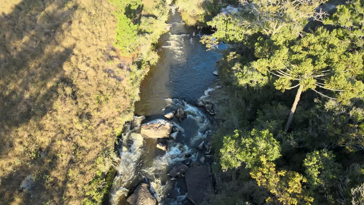 Rio com corredeiras e floresta de araucárias, vista de drone