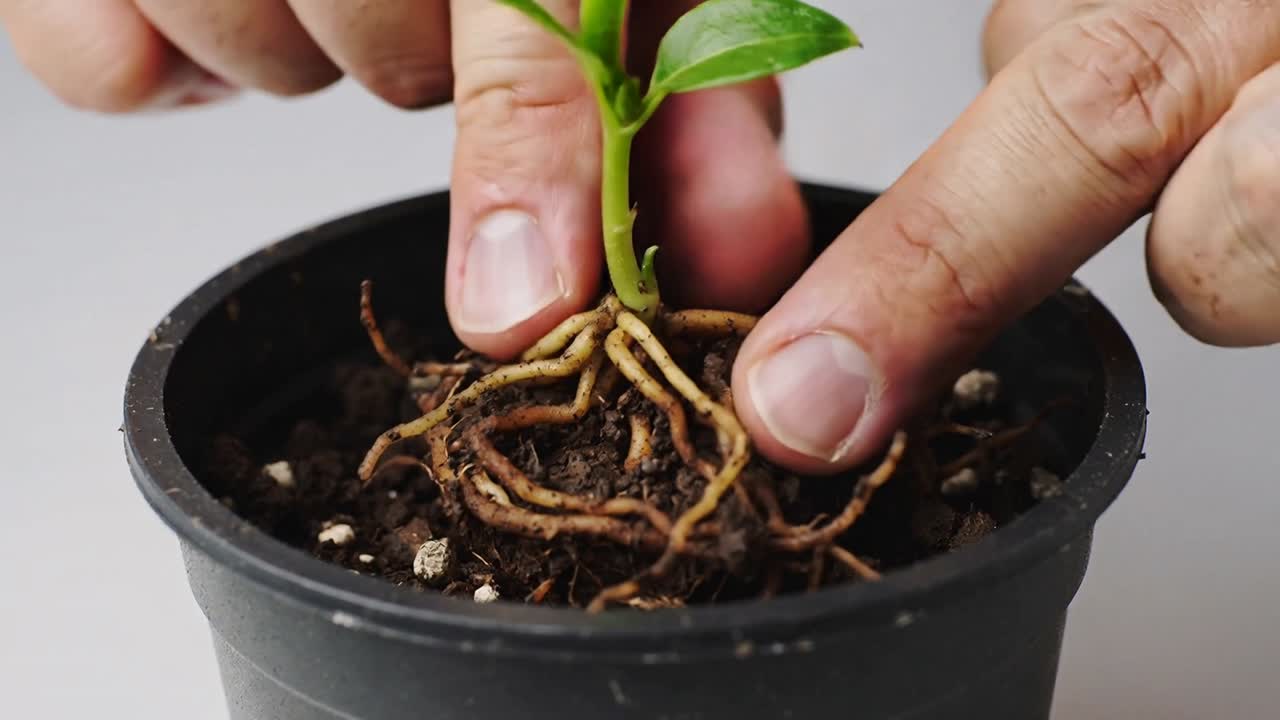 Il giardiniere individua l'aggrovigliamento delle radici, maneggia una piantina a mani nude e districa le radici in un vaso nero per il rinvaso.