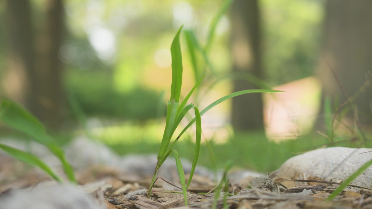Extreme close view of lawn grass in Summer weather.