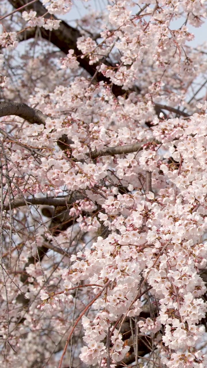 Rami di ciliegio in fiore che ondeggiano al vento
