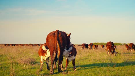 cows enjoying fresh grass in the tranquil silence of a beautiful, sunny autumn day.
