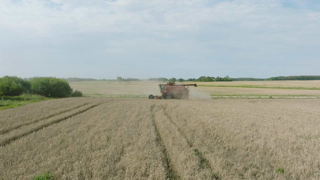 vista aérea de la cosechadora cortando trigo amarillo, nubes de polvo se levantan detrás de la máquina, industria alimentaria, cosecha amarilla de cultivos de grano, día soleado de verano, disparo de avión no tripulado avanzando bajo