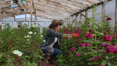 florista niña en un invernadero de flores sentada examina rosas toca las manos sonriendo. pequeño negocio de flores. mujer jardinera trabajando en un invernaderos con flores