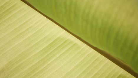 banana tree leaf texture with sunlight shines through in summer day