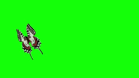 hermosa mariposa de colores morpho menelaus volando y sentada en fondos blancos y verdes en primer plano. 4k. animación 3d con pantalla verde canal alfa. video de stock