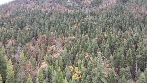 Luftaufnahme-Des-Kiefernwaldherbstes-Zentralkalifornien