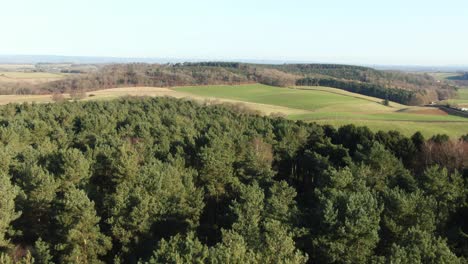 parallax drone reveal of english countryside hills over a green forrest of conifer christmas trees on sunny winter morning