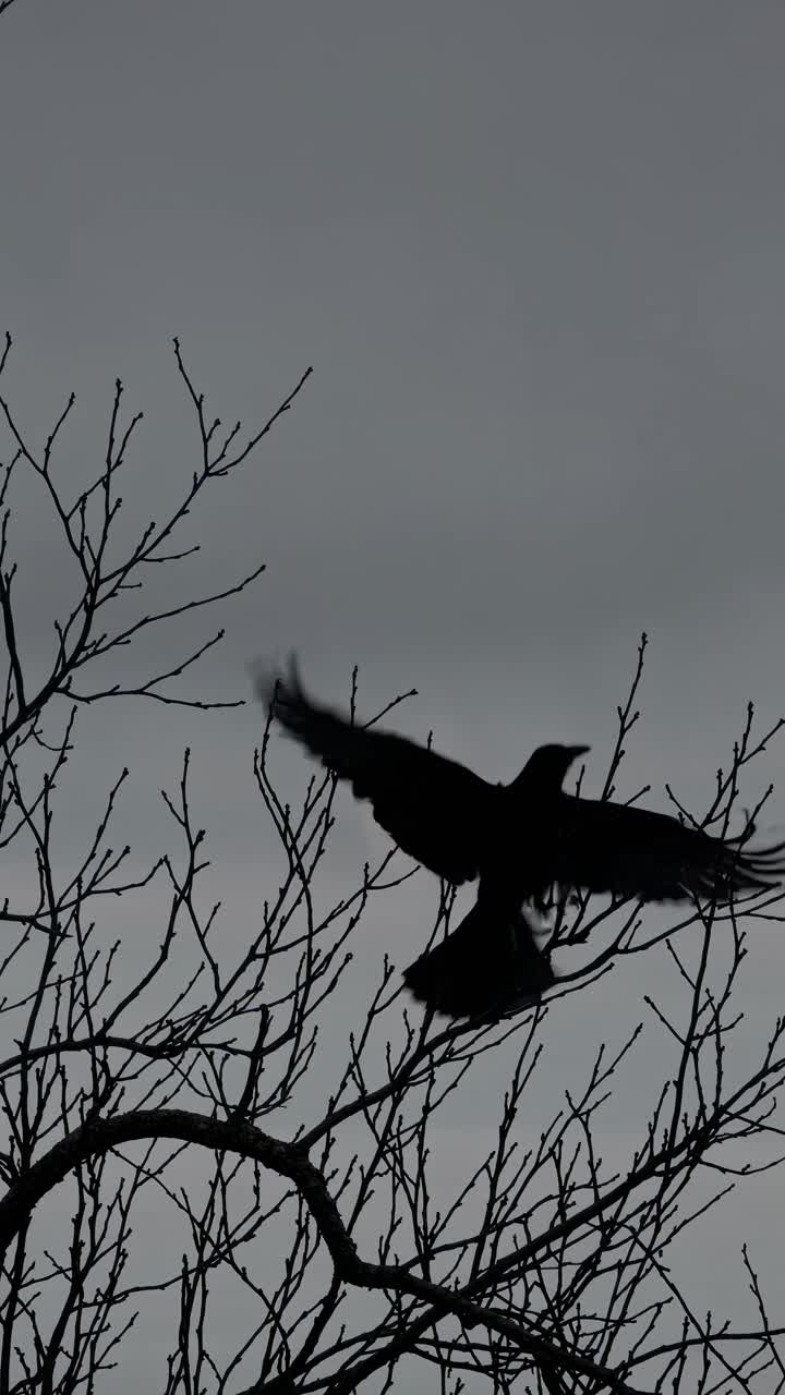 Silhouette of a bird perched on bare branches against a cloudy sky, captured from a low angle