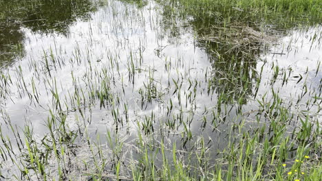 Static-view-of-blades-of-grass-growing-in-a-body-of-water