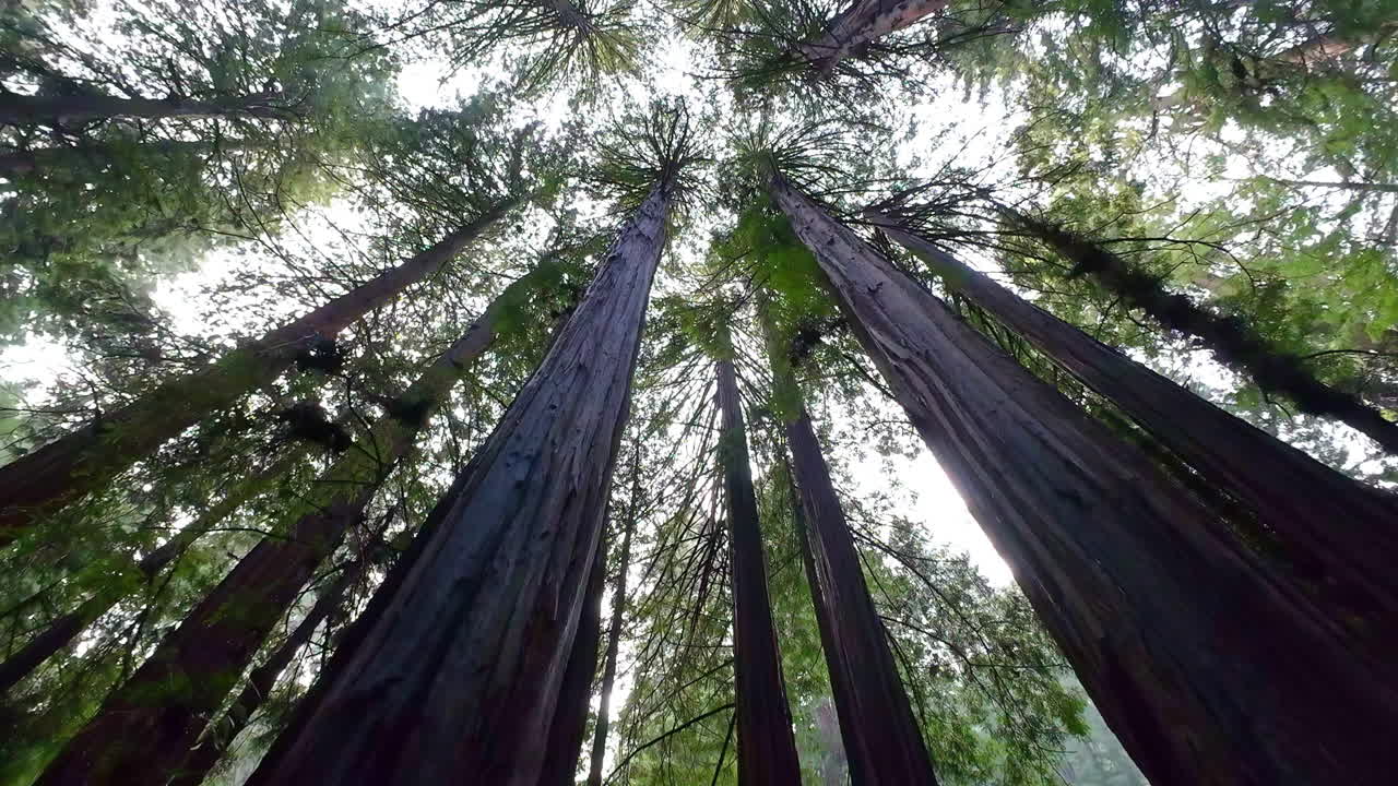 los bosques de california llenos de grandes árboles, inclinándose hacia abajo