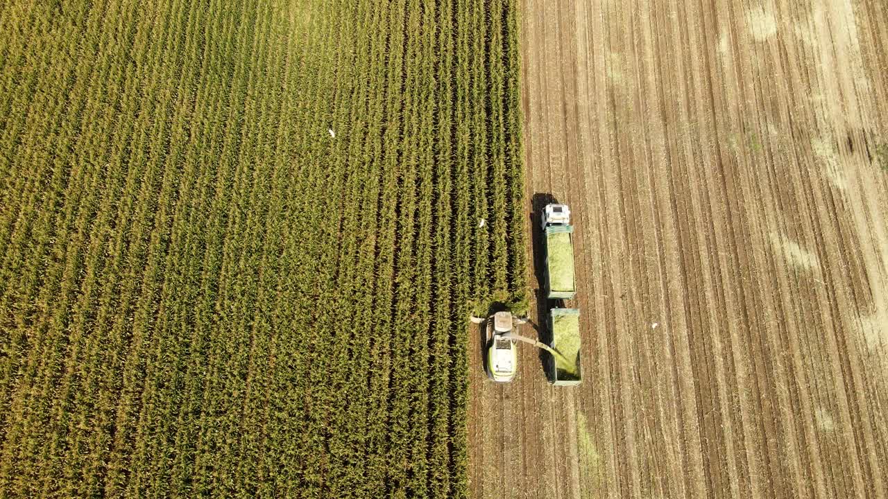 Top shot drone over a cornfield harvest, Cattle egrets circle above the combine.
Corn silage for cattle.
Modern Agriculture.
Corn Field in the Holy Land Israel.
Agricultural Landscap.