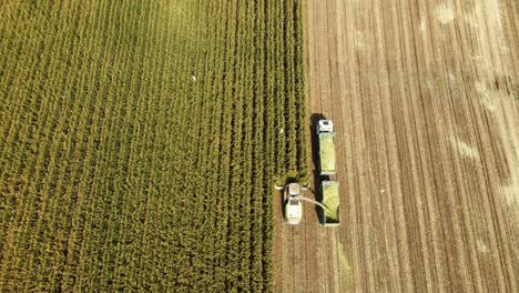 drone superior disparado sobre una cosecha de campo de maíz, garzas de ganado en círculo por encima de la cosecha. ensilado de maíz para el ganado. agricultura moderna. campo de maiz en la tierra santa de israel. paisaje agrícola.
