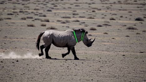 tagged black rhinoceros in african desert