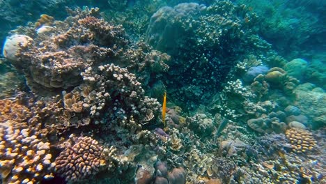 Kamerafahrt-Von-Markanten-Trompetenfischen-Im-Tiefen,-Klaren-Wasser,-Bali,-Indonesien